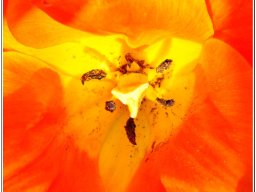 Natura &raquo; Tulipani
